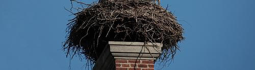 Vogelnest ijmond content.jpeg