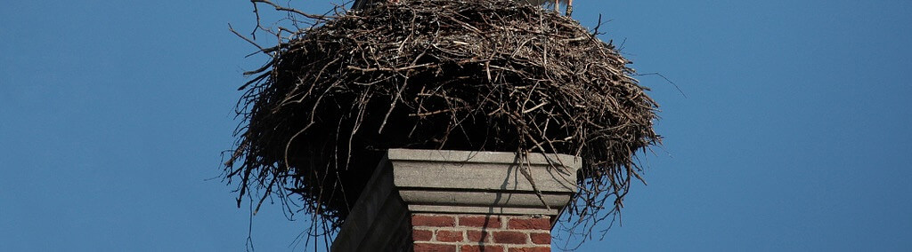 Vogelnest IJmond Content.jpeg